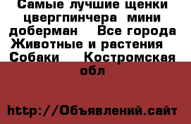 Самые лучшие щенки цвергпинчера (мини доберман) - Все города Животные и растения » Собаки   . Костромская обл.